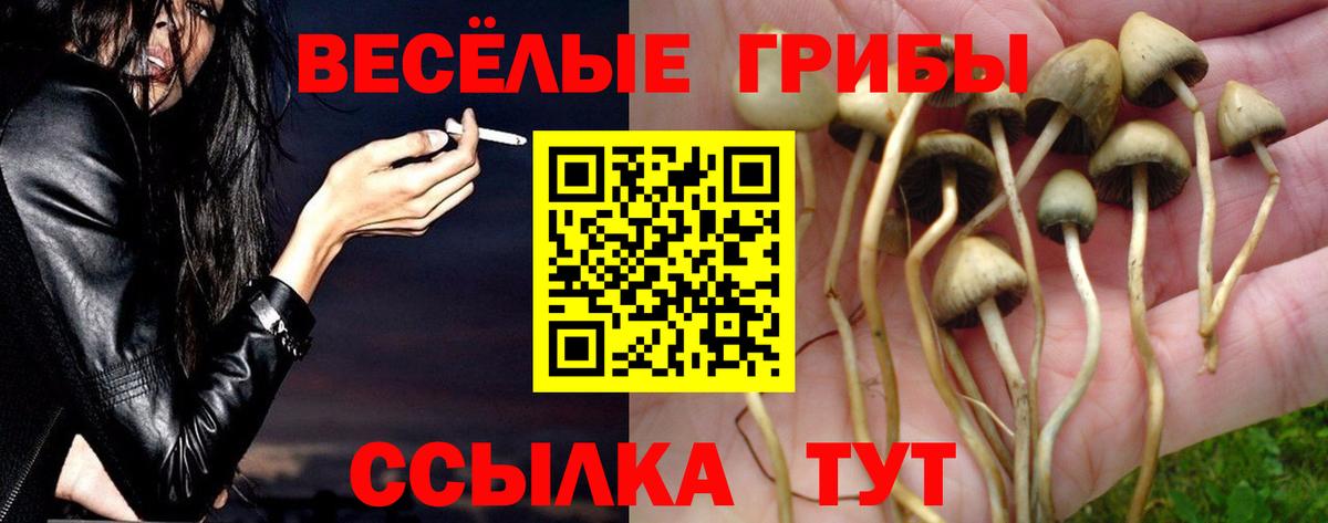 Галлюциногенные грибы Psilocybe Йошкар-Ола